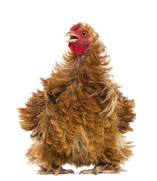 Crossbreed rooster, Pekin and Wyandotte, looking away against white background — Stock Photo, Image