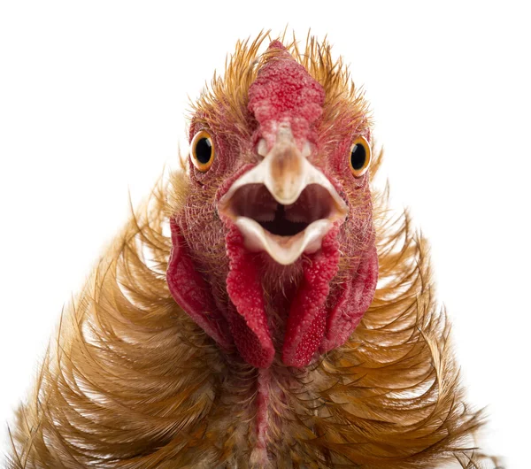 Close-up of Crossbreed rooster, Pekin and Wyandotte, against white background — Stock Photo, Image