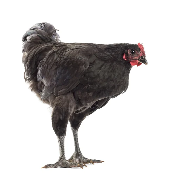 Australorp, 5 luni, pe fundal alb — Fotografie, imagine de stoc