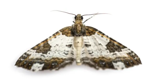 漂亮的粉笔地毯蛾，melanthia procellata，白色背景的顶视图 — 图库照片