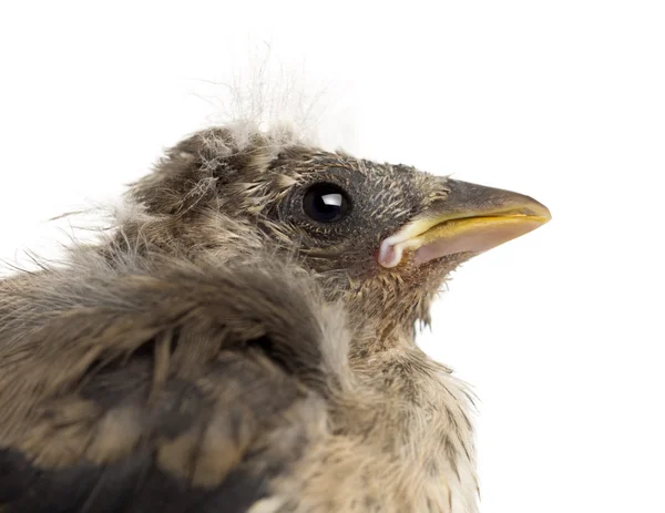 Bir Saka kuşu hatun carduelis carduelis, beyaz arka planı kapat — Stok fotoğraf