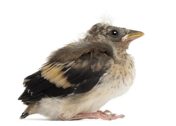 Side view of an European Goldfinch chick, Carduelis carduelis, against white background — Stock Photo, Image