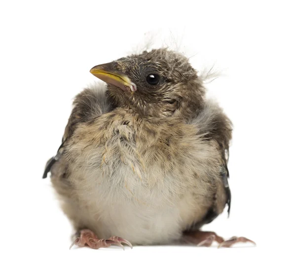 European Goldfinch chick, Carduelis carduelis, against white background — Stock Photo, Image