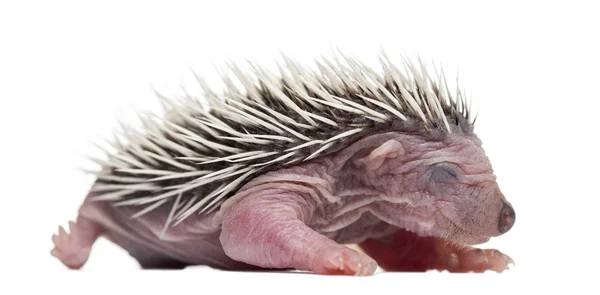 Baby Hedgehog, 4 days old, against white background — Stock Photo, Image