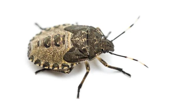 Shield Bug, Troilus luridus, contra fundo branco — Fotografia de Stock