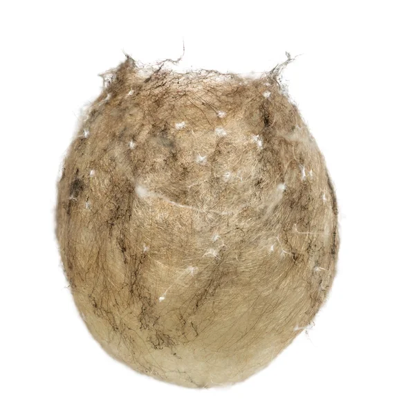 Huevo saco de una araña avispa, Argiope bruennichi, contra bac blanco —  Fotos de Stock