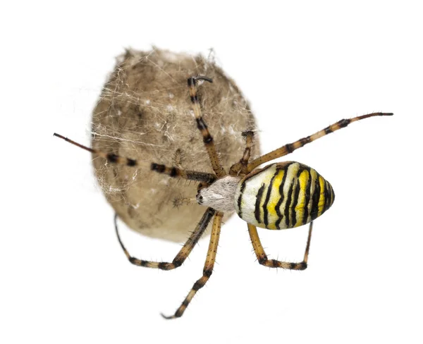 Wasp Spider, Argiope bruennichi, hanging on its egg sack against — Stock Photo, Image