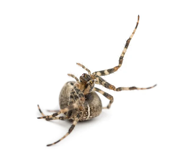 Araignée de jardin européenne, Araneus diadematus, roulant sur fond blanc — Photo