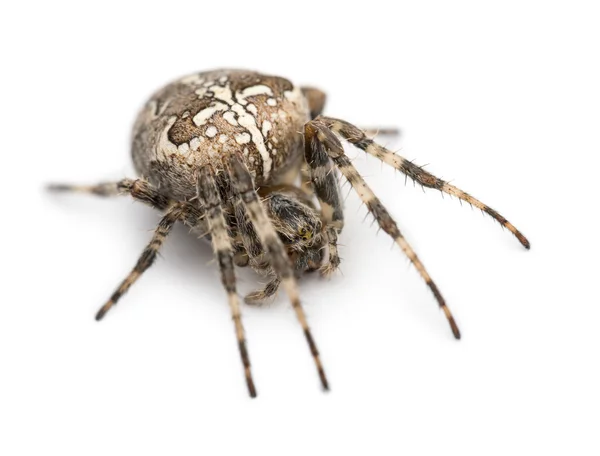 Europæisk havedderkop, Araneus diadematus, krøllet sammen på hvid baggrund - Stock-foto