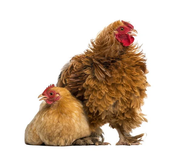 Crossbreed galo, Pekin e Wyandotte, de pé ao lado de uma galinha bantam Pekin deitado contra fundo branco — Fotografia de Stock