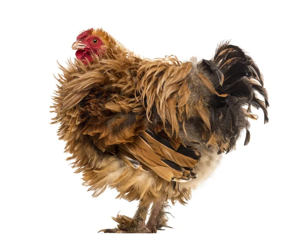 Side view of a Crossbreed rooster, Pekin and Wyandotte, against white background — Stock Photo, Image