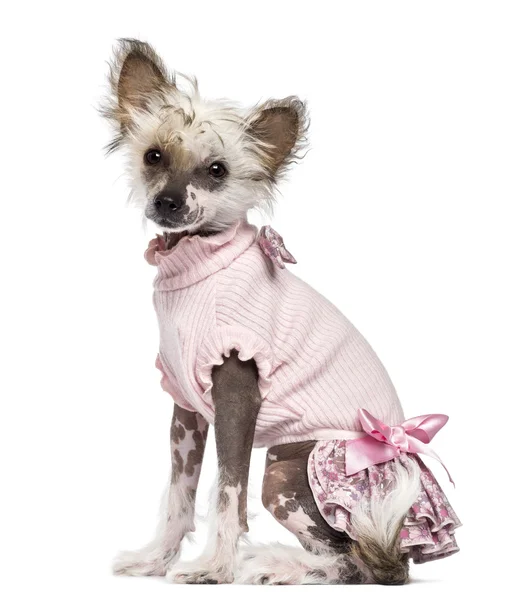 Chinês Crested Dog filhote de cachorro, 4 meses, sentado em rosa e olhando para a câmera contra o fundo branco — Fotografia de Stock