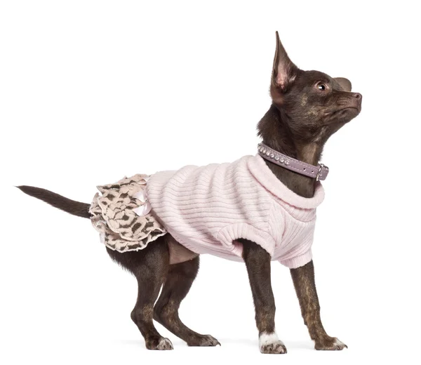 Chihuahua cucciolo, 4 mesi, guardando in alto e vestito di rosa su sfondo bianco — Foto Stock