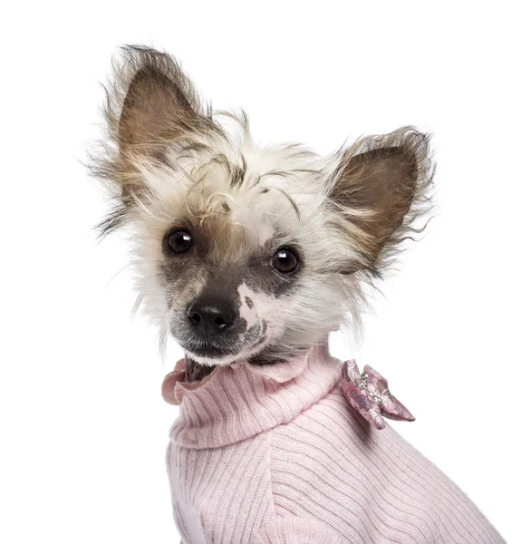 Chinese Crested Dog puppy, 4 months old, looking at camera against white background — Stock Photo, Image