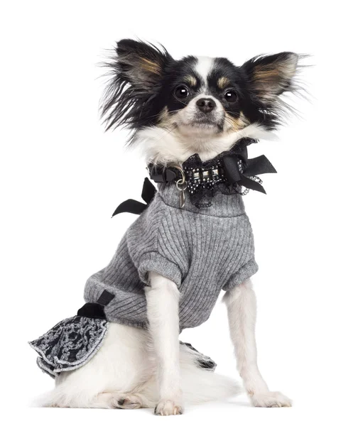 Chihuahua, 3.5 yıl yaşlı, oturan, giyin ve beyaz arka plan kamera bakıyor