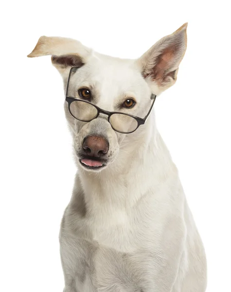 Retrato de perro cruzado con gafas sobre fondo blanco Fotos de stock