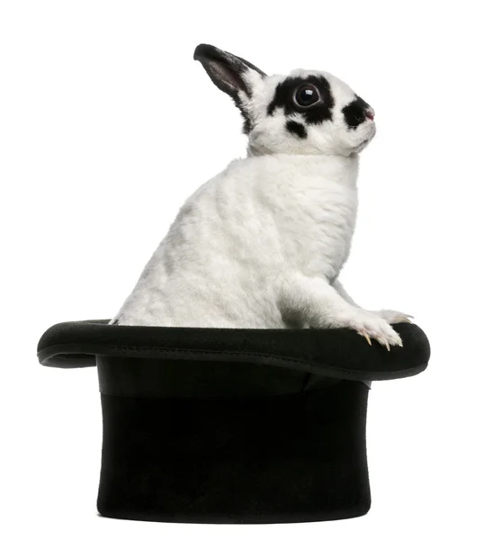 Dalmatiner kanin stående i trollkarlens hatt, mot vit bakgrund Stockbild