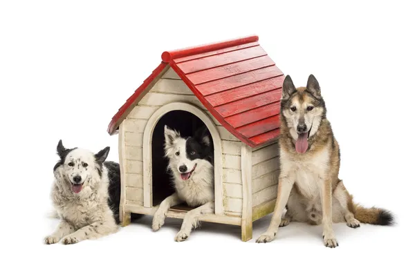 Group of dogs in and surrounding a kennel against white background Stock Picture
