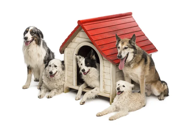 Group of dogs in and surrounding a kennel against white background Royalty Free Stock Images