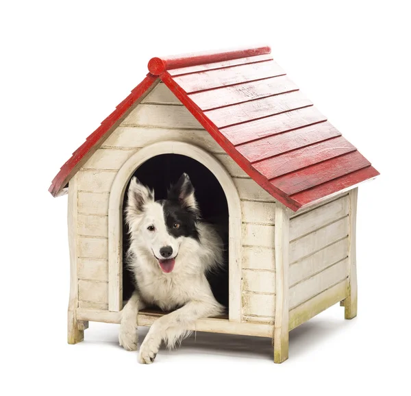 Border Collie in a kennel against white background Stock Image