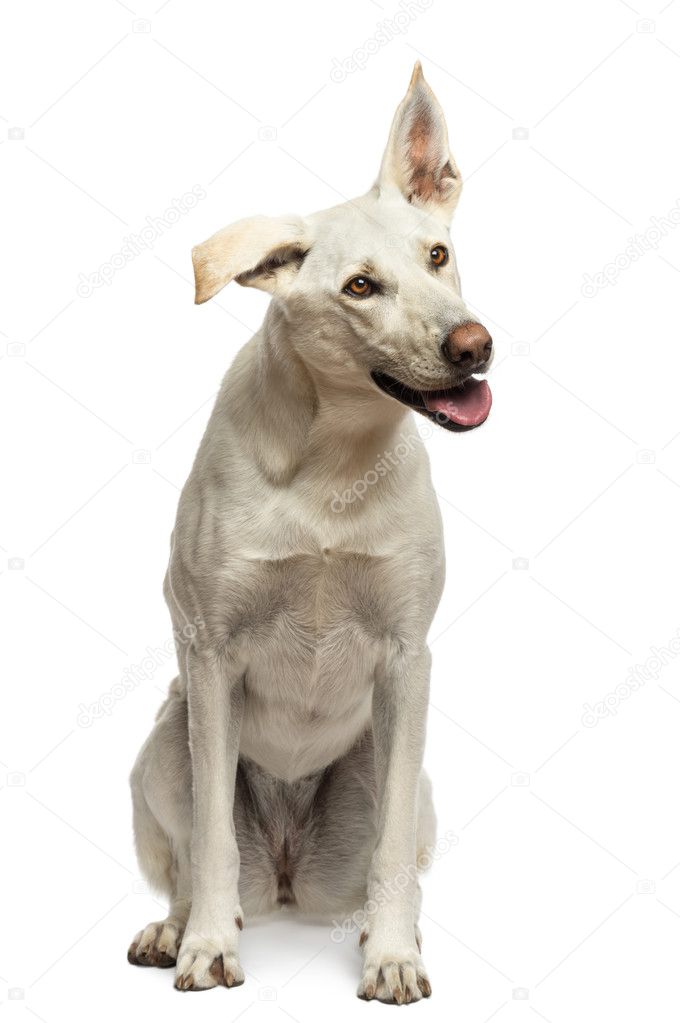 Crossbreed dog sitting against white background