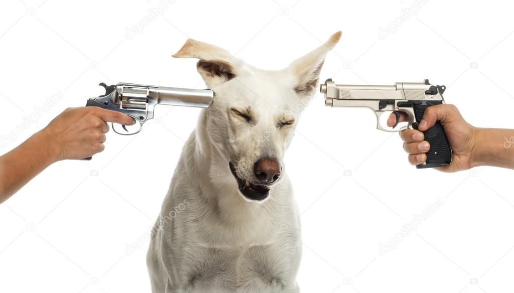 Two guns pointed at Crossbreed dog against white background