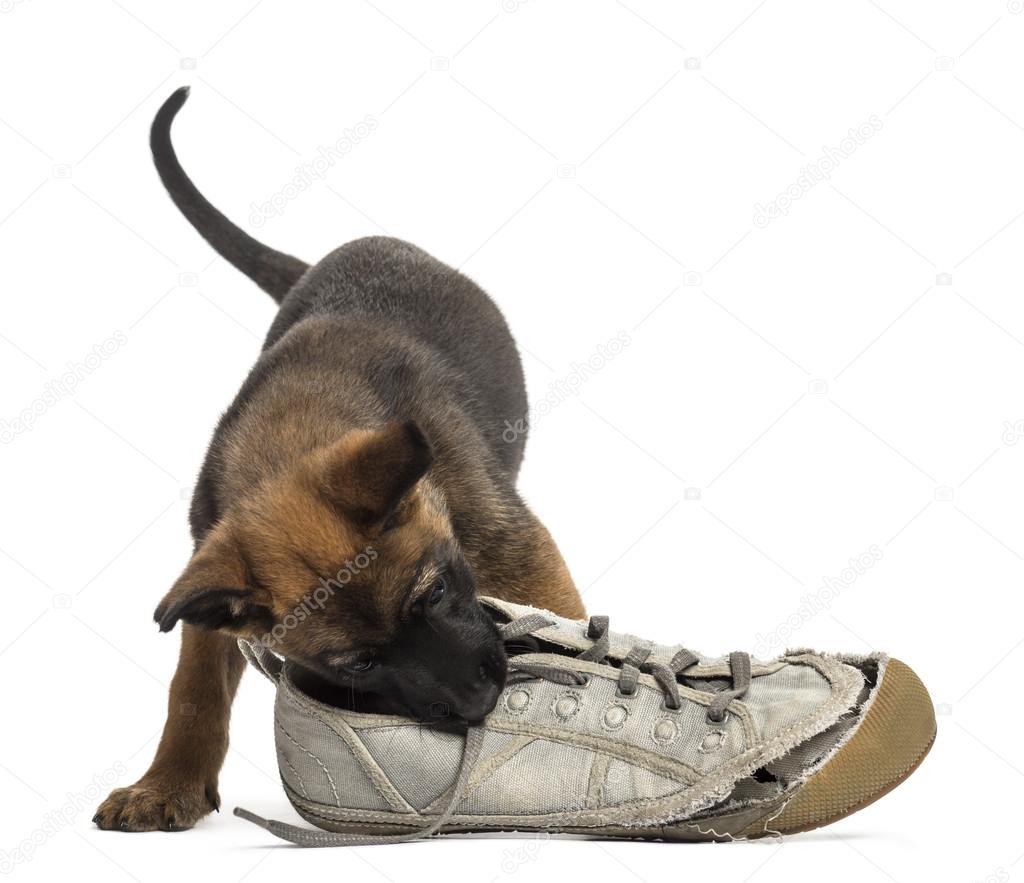 Belgian Shepherd puppy playing with a sneaker against white background