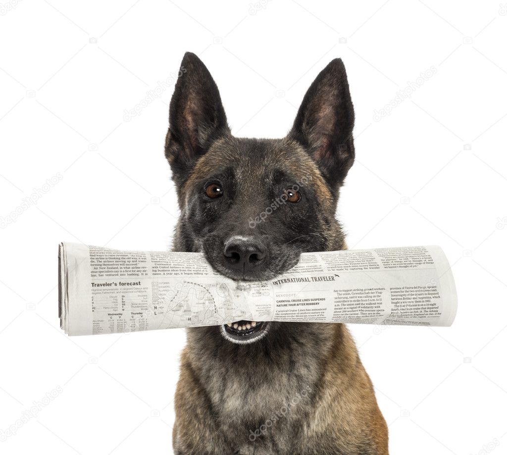 Close-up of a Belgian Shepherd holding newspaper in mouth against white background