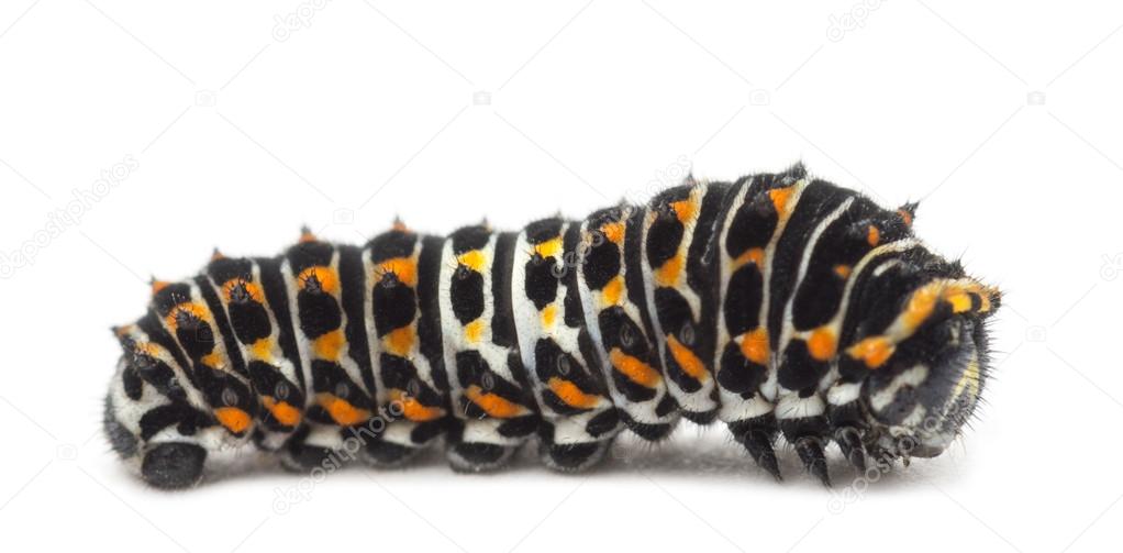 Caterpillar of the Old World Swallowtail, Papilio machaon, against white background