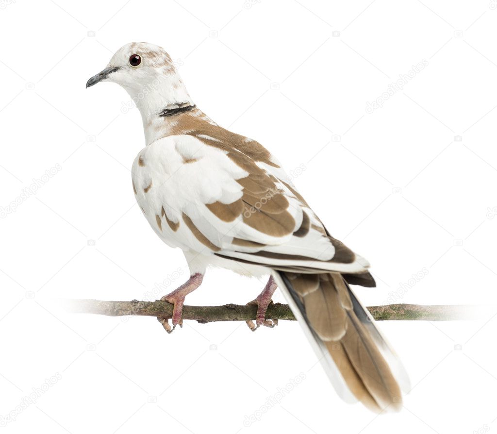 Rear view of an African Collared Dove perched on branch, Streptopelia roseogrisea, against white background