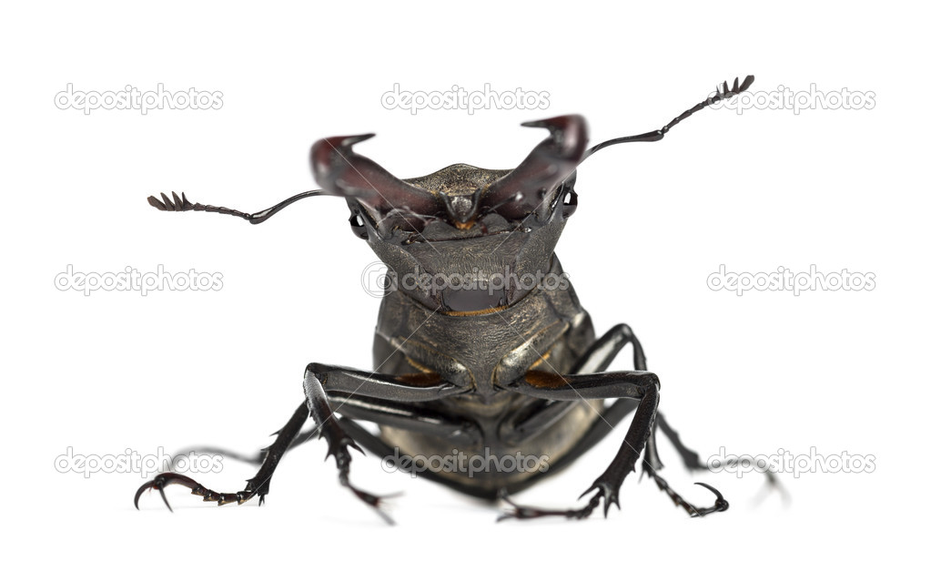 Male stag beetle, Lucanus cervus against white background
