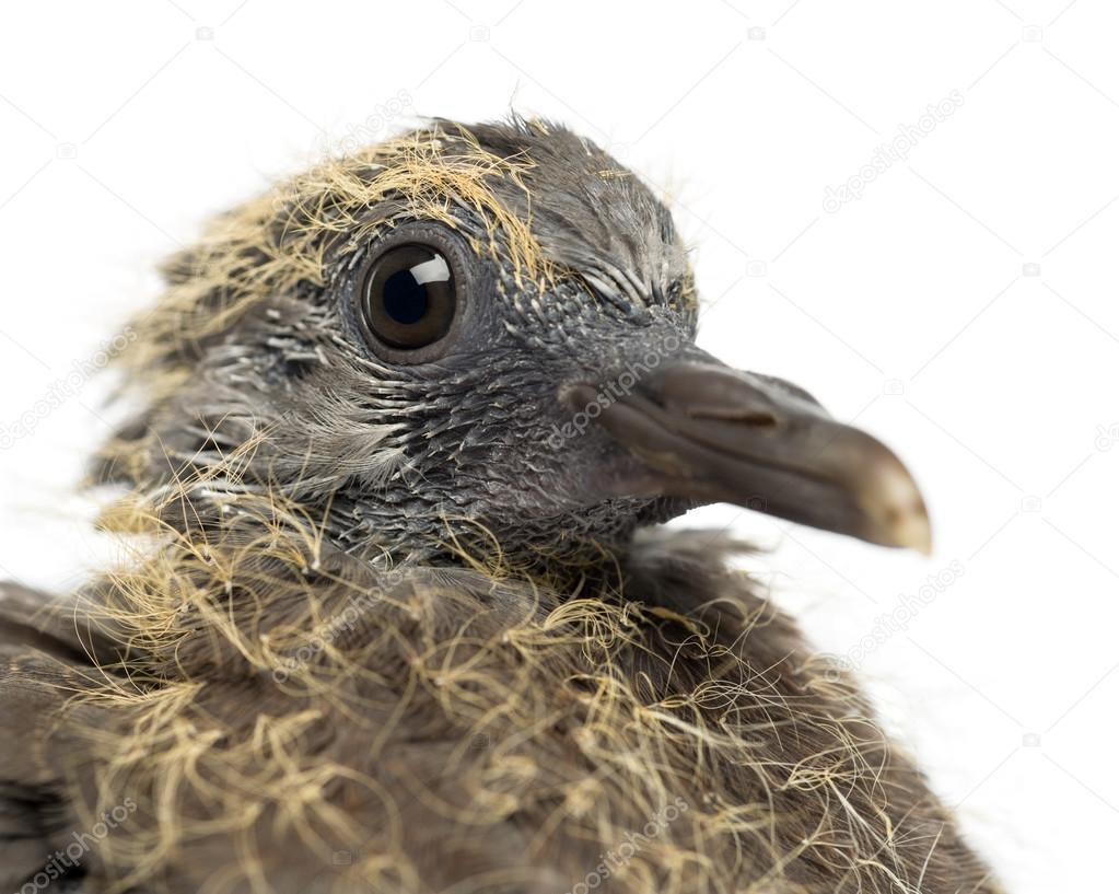 Pigeon Ramier Images Libres De Droit Photos De Pigeon Ramier Depositphotos Pigeon Ramier Images Libres De Droit Photos De Pigeon Ramier Depositphotos