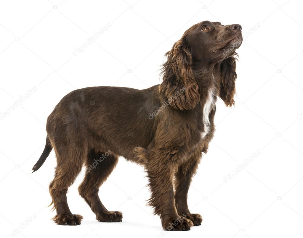 Working Cocker Spaniel , 2 years old, looking up against white background