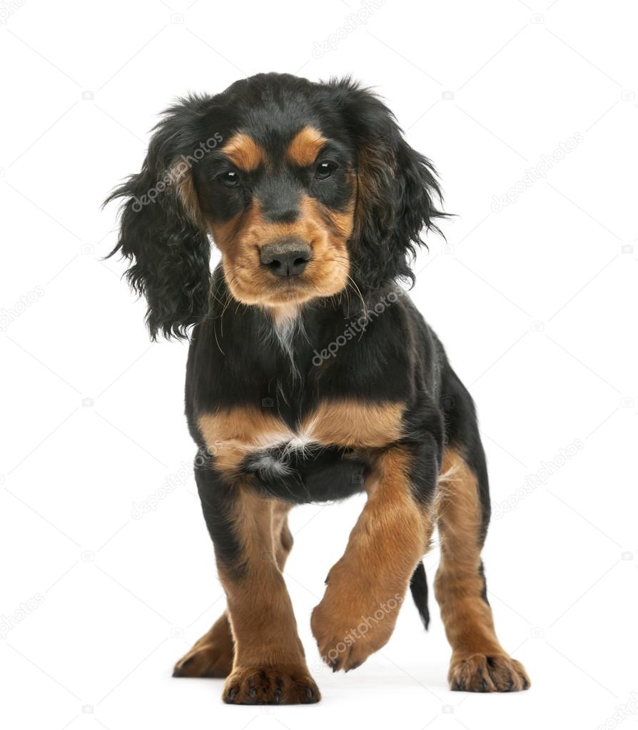 Working Cocker Spaniel, 10 weeks old, looking at camera against white background