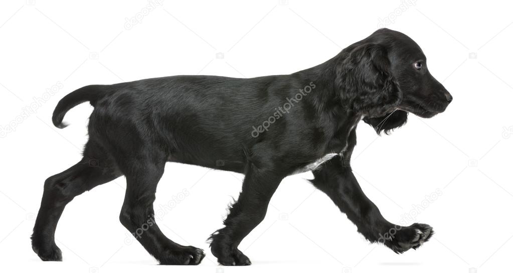 Side view of Working Cocker Spaniel walking against white background