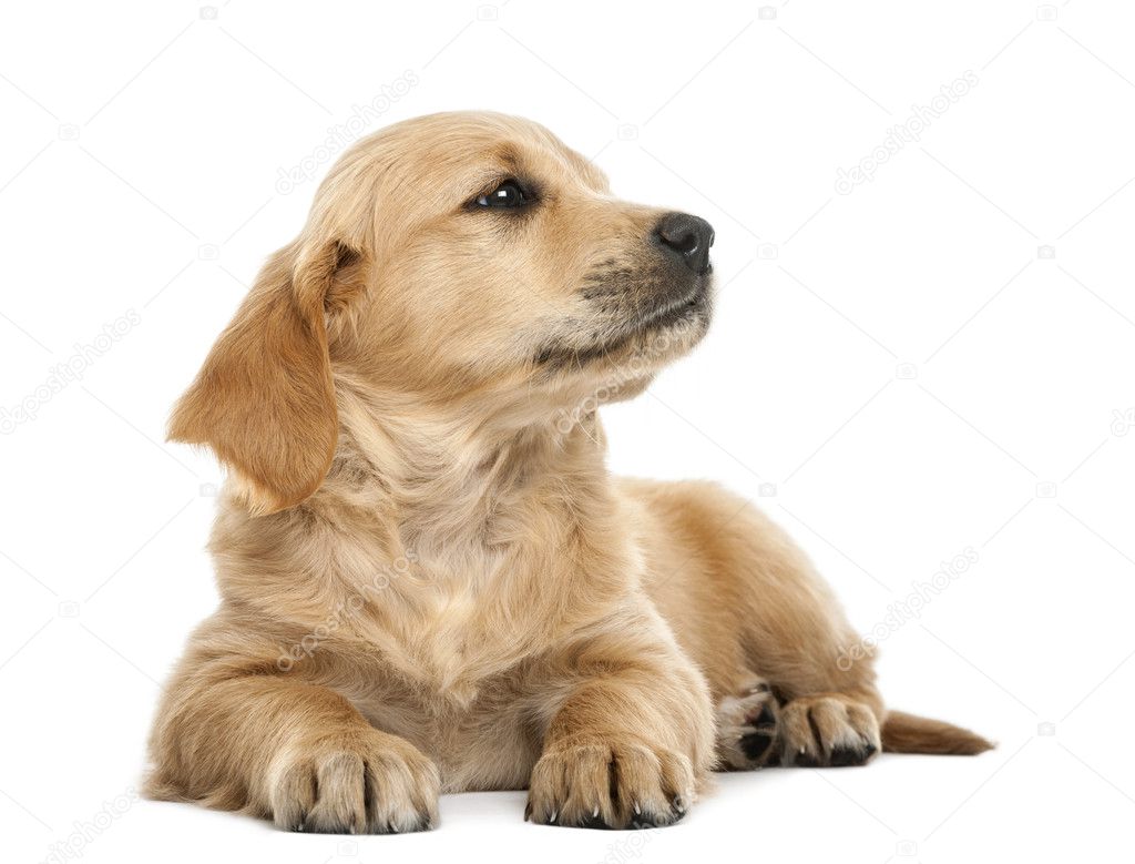 Golden retriever puppy, 7 weeks old, lying against white background