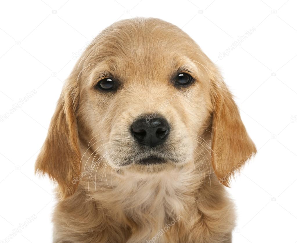Yavru Beyaz Golden Retriever foto Yavru Beyaz Golden Retriever foto