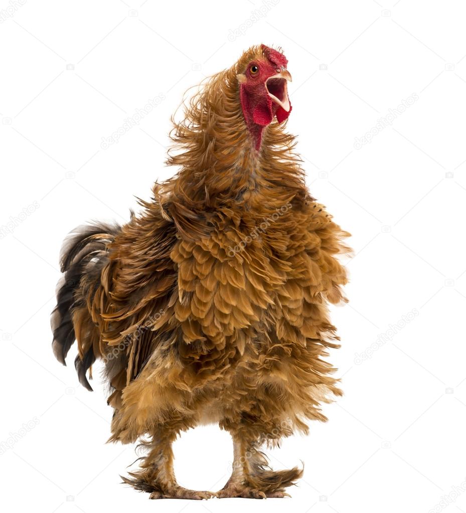 Crossbreed rooster crowing, Pekin and Wyandotte, against white background