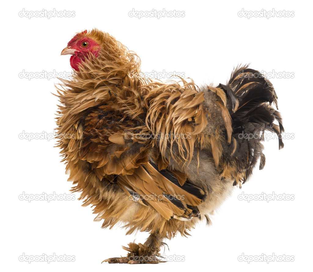 Side view of a Crossbreed rooster, Pekin and Wyandotte, against white background