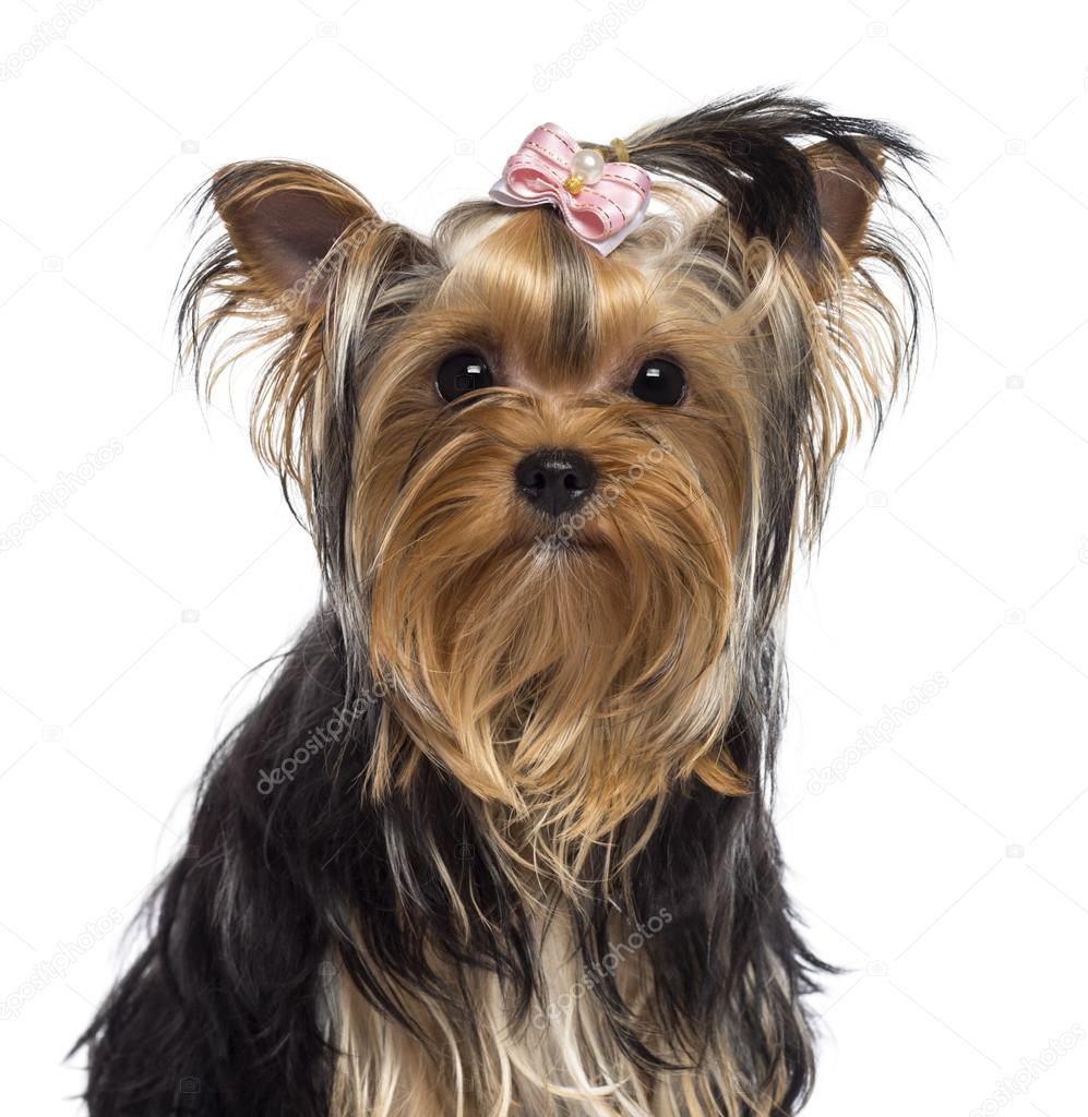 约克夏犬，3 岁，看看相机白色背景——图库图片© lifeonwhite #21419353, image size:997x1024