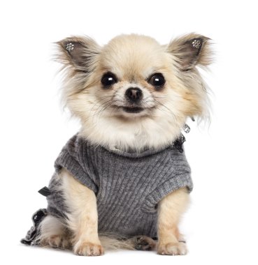 Chihuahua köpek yavrusu, 4 ay yaşlı, oturan, giyin ve beyaz arka plan kamera bakıyor
