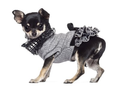 Chihuahua, 3 yıl yaşlı, giyinmiş ve beyaz arka plan kamera bakıyor