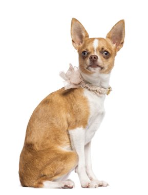 Chihuahua, 7 months old, wearing lace collar, sitting and looking away against white background