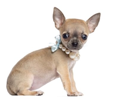 chihuahua yavrusu, 4 aylık oturma ve kamerayı beyaz bir arka plana dayanır bakarak, inci kolye takmış