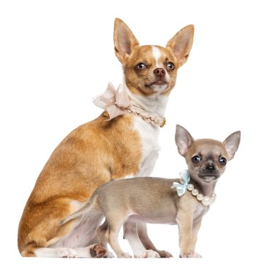 iki chihuahua yavrusu, oturma ve yaka, inci ve uzağa beyaz arka planı seyir dantel, 4 ve 7 ay yaşlı,