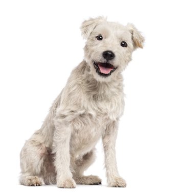 Parson russell terrier oturma ve beyaz arka plan kamera bakıyor