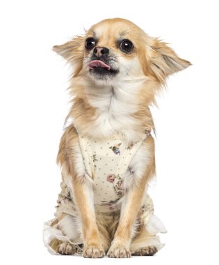 Chihuahua, 1 yaşında, oturma ve beyaz arka planı dilini yapışkanlık dışarı giyinmiş