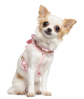 chihuahua, 1 yaşında, oturma ve kamerayı beyaz bir arka plana dayanır bakarak pembe emniyet kemeri takıyor