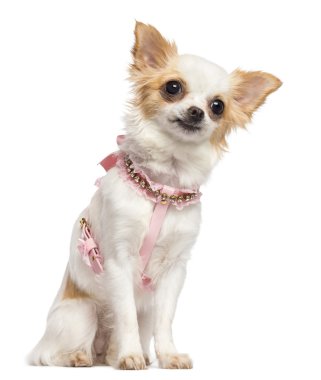Chihuahua, 1 yaşında, oturma ve uzağa beyaz arka planı seyir pembe emniyet kemeri takıyor