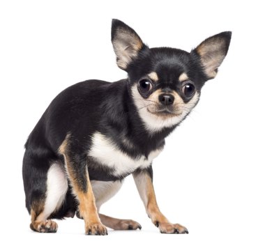 korkulu chihuahua, 1,5 yıl yaşlı, oturma ve beyaz arka plan kamera bakıyor